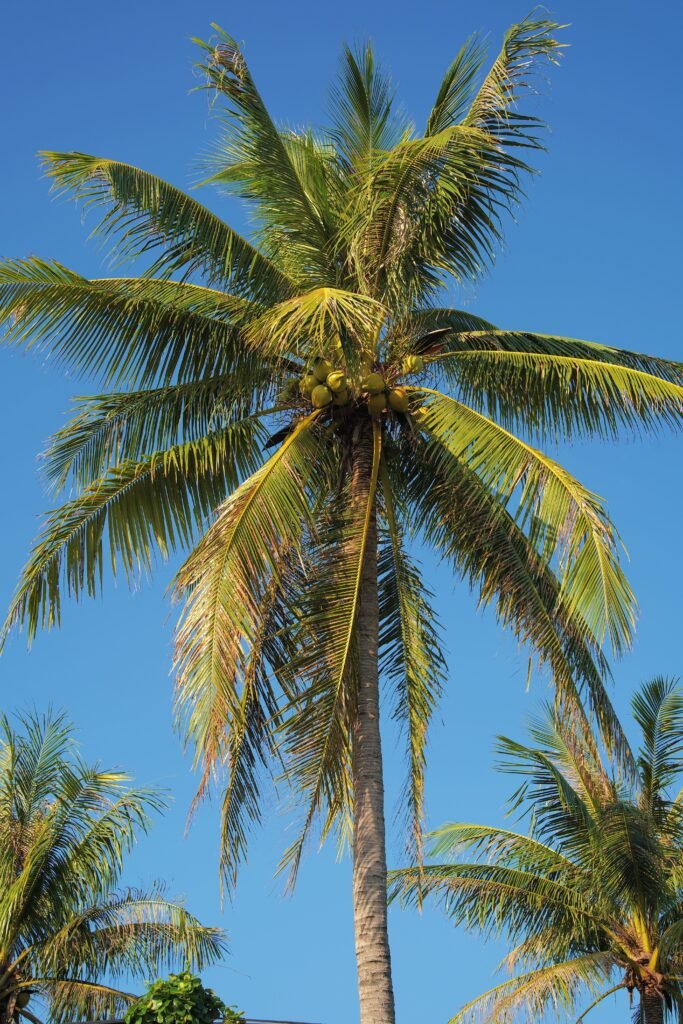 Coconut Tree Height in UAE Landscape