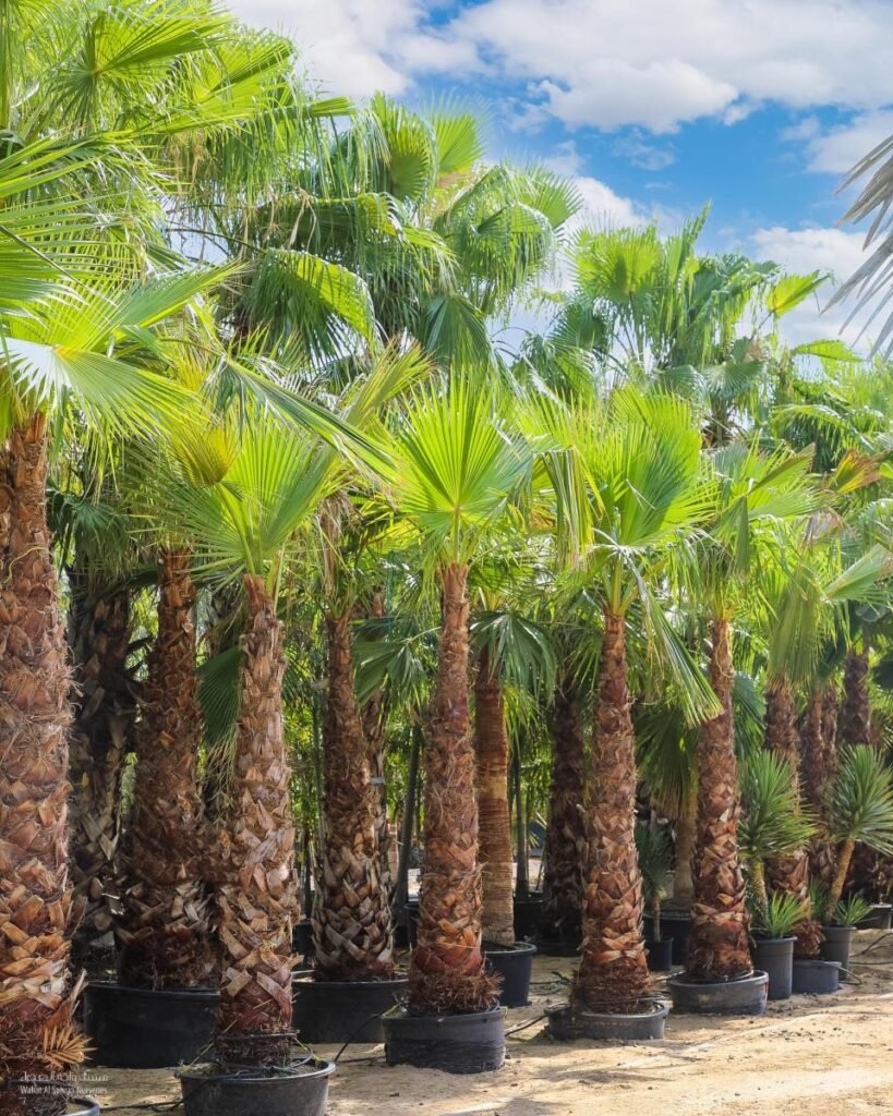 Washingtonia palm tree in Ras Al Khaimah