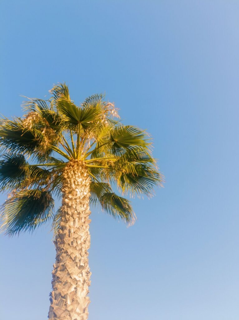 Mature Washingtonia Robusta UAE with tall trunk and fan-shaped leaves