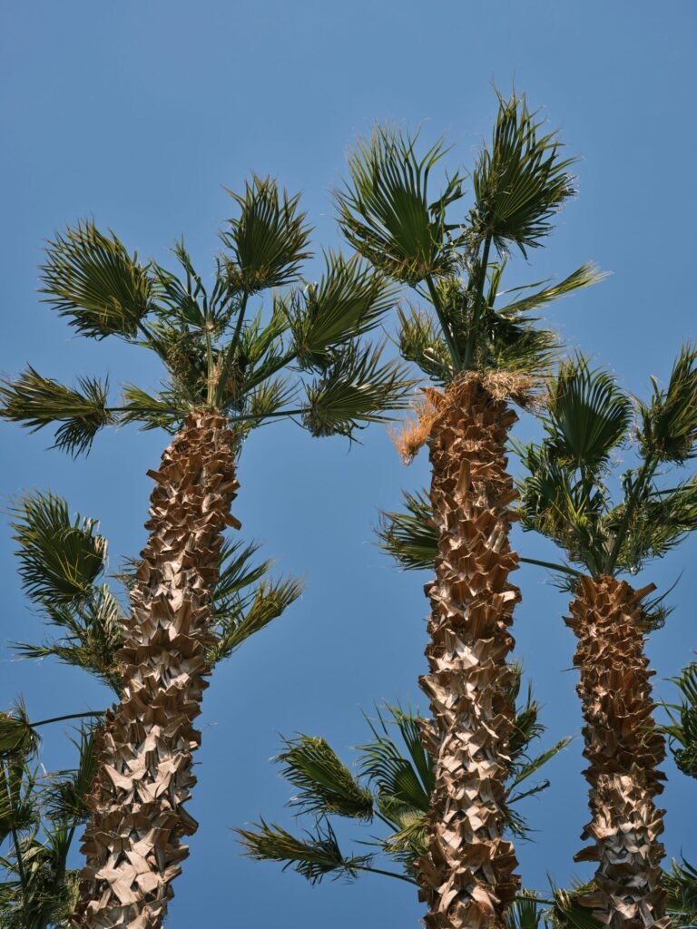 Washingtonia Palm Dubai installed along a luxury villa driveway
