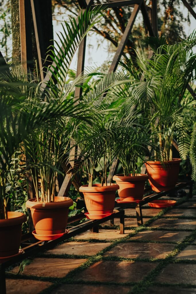 Palm tree landscaping in Dubai garden