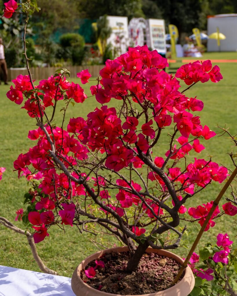 Colourful bougainvillea growing on a garden trellis near an outdoor wall