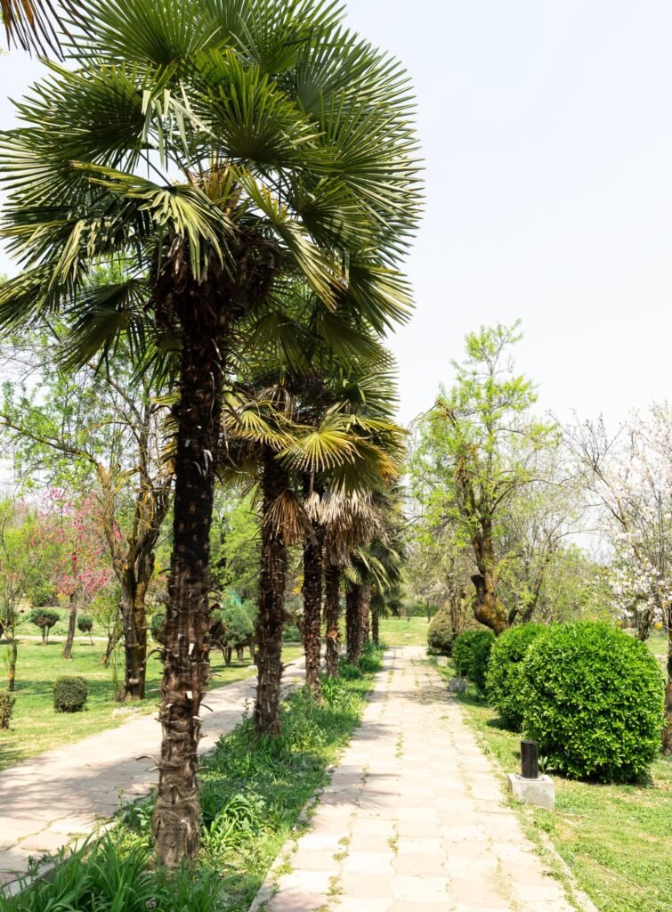 Pakistani Washingtonia Palm UAE installed in a modern landscaped garden