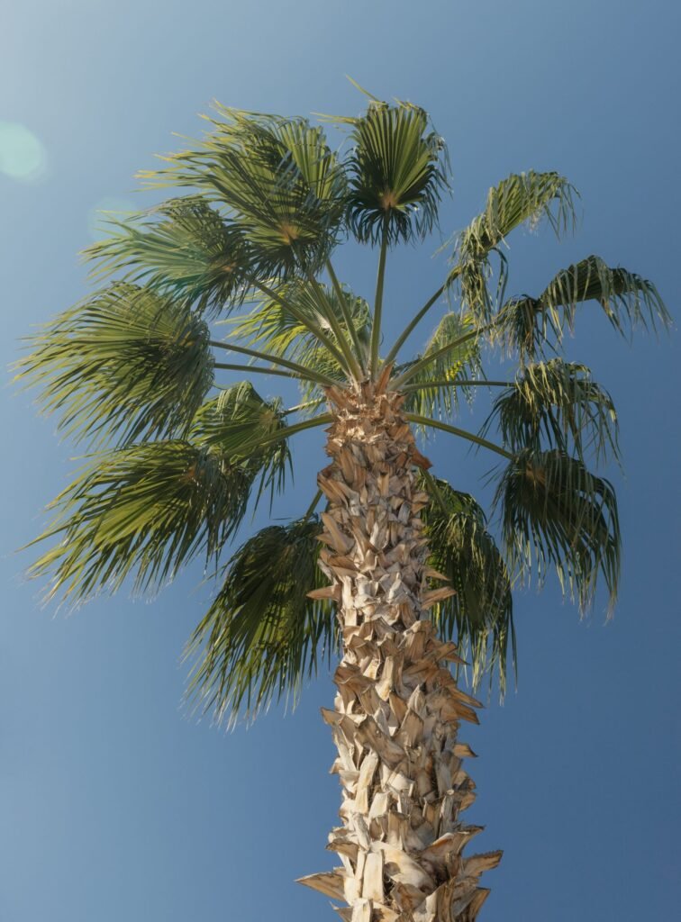 Tall Washingtonia Palm Trees UAE growing in a landscaped outdoor area