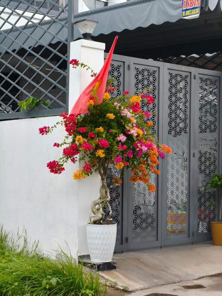 Mature bougainvillea tree growing in a professionally landscaped garden