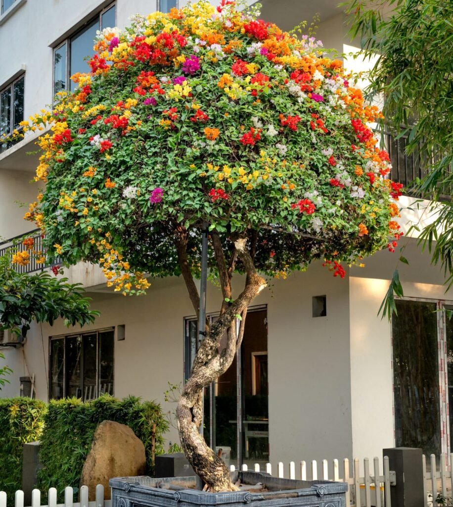 Red bougainvillea flowers growing in a sunny outdoor garden