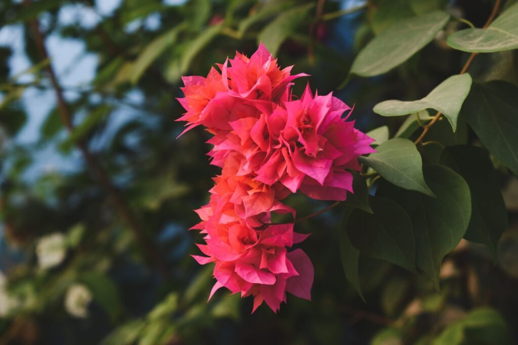Bougainvillea in decorative pots placed in an outdoor garden area