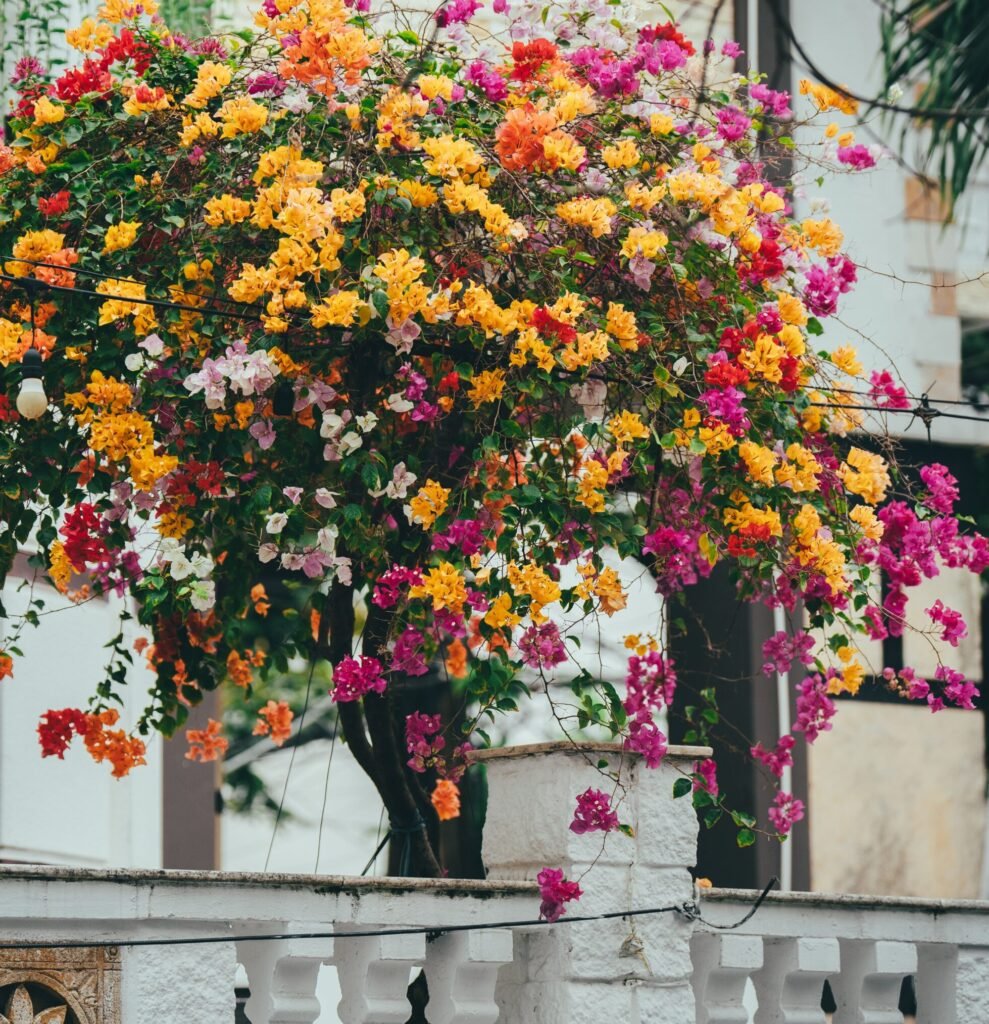 Bougainvillea plant with bright colourful flowers in a landscaped garden in UAE